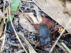 Asiopus minimus