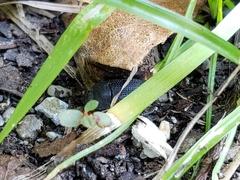 Asiopus minimus