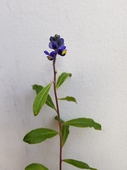 Monnina phillyreoides