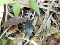 Asiopus minimus