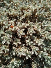 Astragalus cruentiflorus