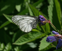 Parnassius stubbendorfii