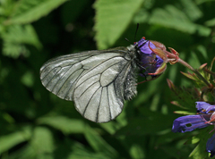Parnassius stubbendorfii