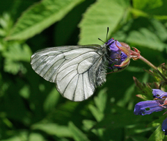 Parnassius stubbendorfii
