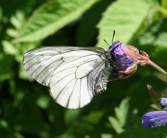 Parnassius stubbendorfii