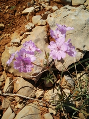 Geranium tuberosum
