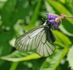 Parnassius stubbendorfii