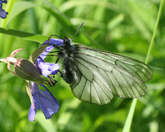 Parnassius stubbendorfii