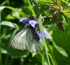 Parnassius stubbendorfii