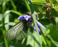Parnassius stubbendorfii