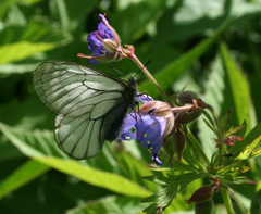 Parnassius stubbendorfii