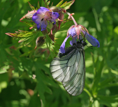 Parnassius stubbendorfii