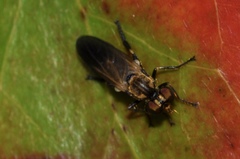 Eudioctria sackeni