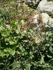Nepeta cilicia