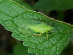 Rhynchomitra microrhina