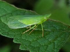 Rhynchomitra microrhina