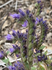 Phacelia mutabilis