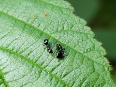 Dolichoderus pustulatus