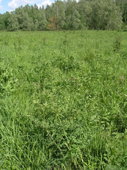 Parnassius stubbendorfii