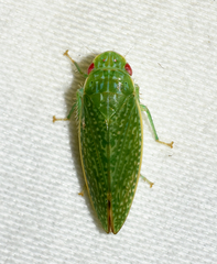 Rugosana querci