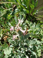 Corydalis triternata