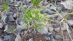 Vincetoxicum sibiricum