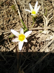 Romulea nivalis