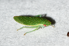 Rugosana querci