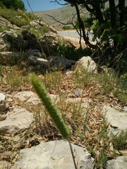 Phleum montanum