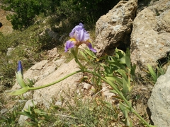 Iris mesopotamica