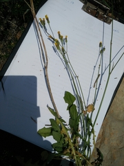 Crepis hierosolymitana