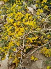 Genista libanotica