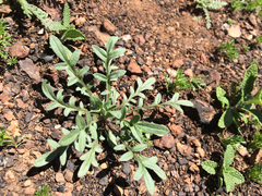 Allophyllum divaricatum