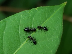 Dolichoderus pustulatus