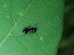 Dolichoderus pustulatus