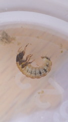 Glossosoma