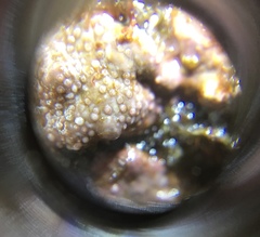 Chamberlainium tumidum