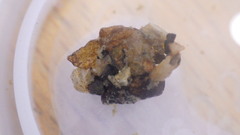 Glossosoma