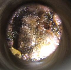 Chamberlainium tumidum