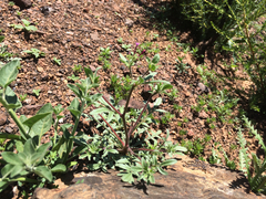 Allophyllum divaricatum