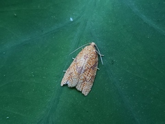 Cenopis reticulatana