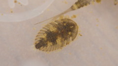 Ectopria nervosa