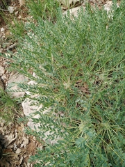 Astragalus oleifolius