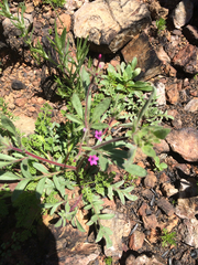 Allophyllum divaricatum