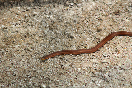 Two-lined Mexican Earth Snake