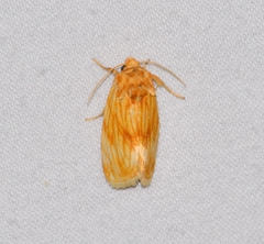 Cirrhophanus pretiosa