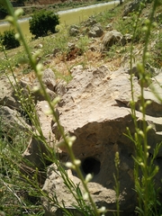 Anarrhinum forskaohlii