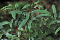 Beilschmiedia elliptica