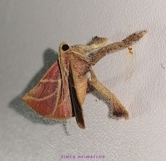 Pachypodistes goeldii