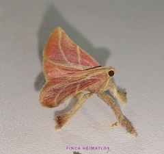 Pachypodistes goeldii